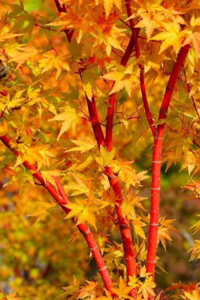 Разноцветные листья клена Сангокаку (Acer palmatum 'Sangokaku') в осенней палитре.